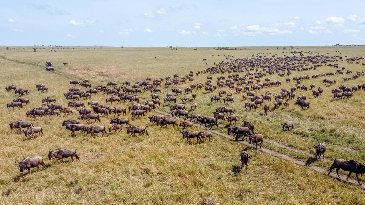 Africa Safari Serengeti Ikoma Eksteriør billede